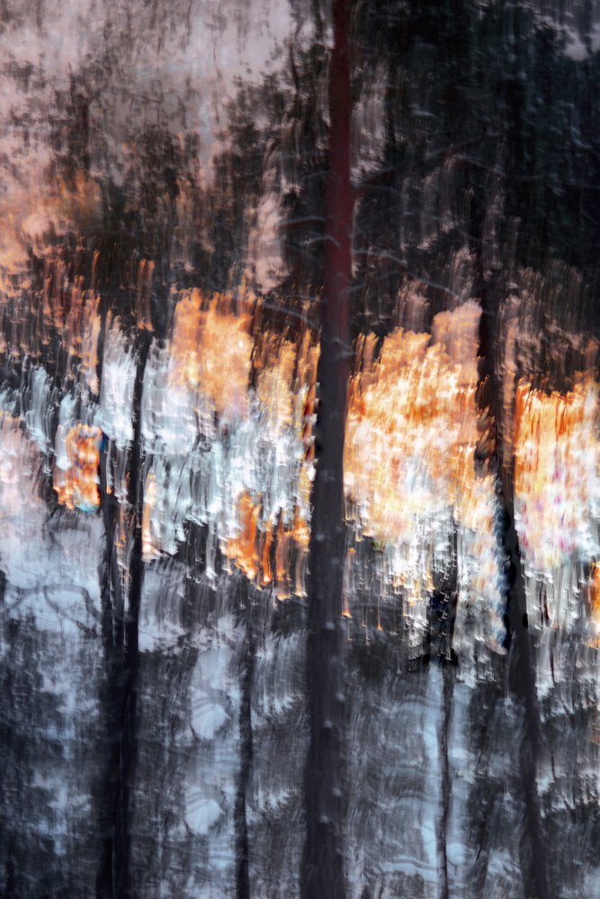 Abstract Forest Light by Christina Sillen