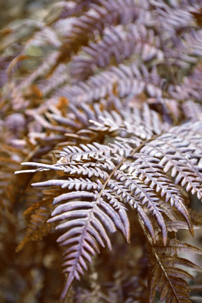Autumn Fern Leaves by Christina Sillen