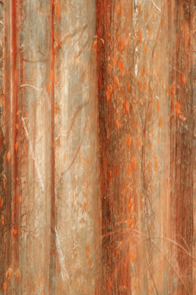 Autumn Forest Blur by Christina Sillen
