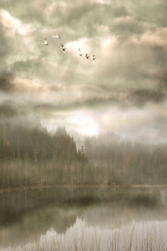 Birds Over Misty Lake by Christina Sillen