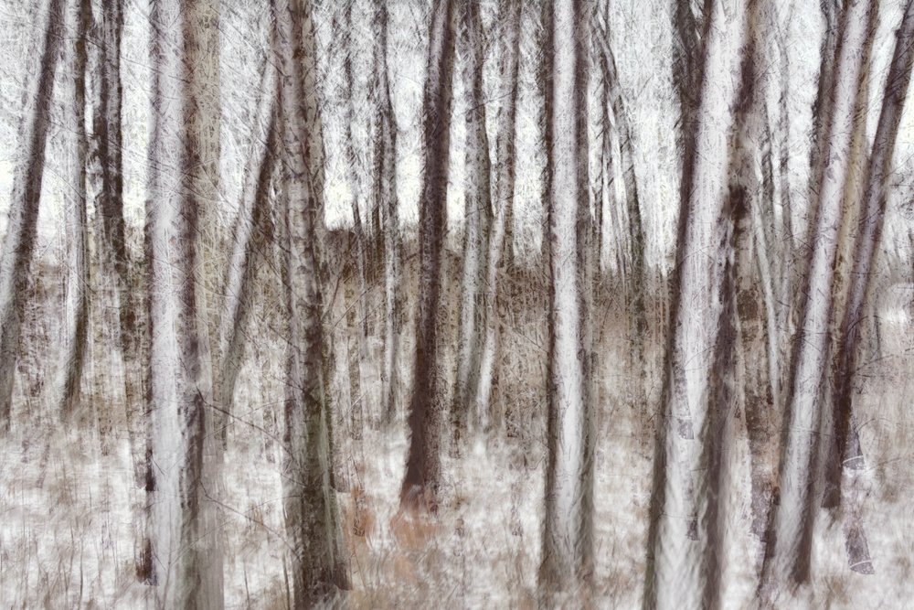 Blurred Winter Trees by Christina Sillen