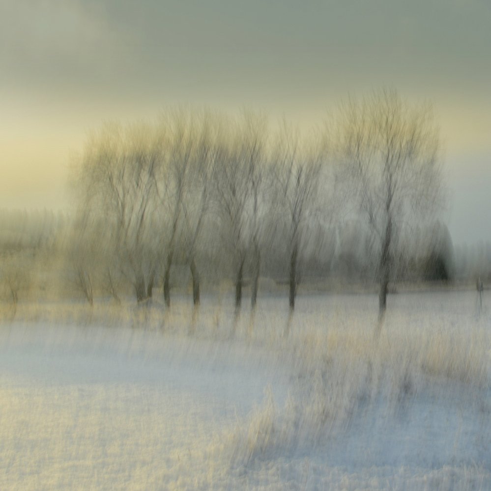 Blurred Winter Trees by Christina Sillen