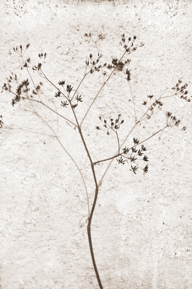 Delicate Dried Plant by Christina Sillen