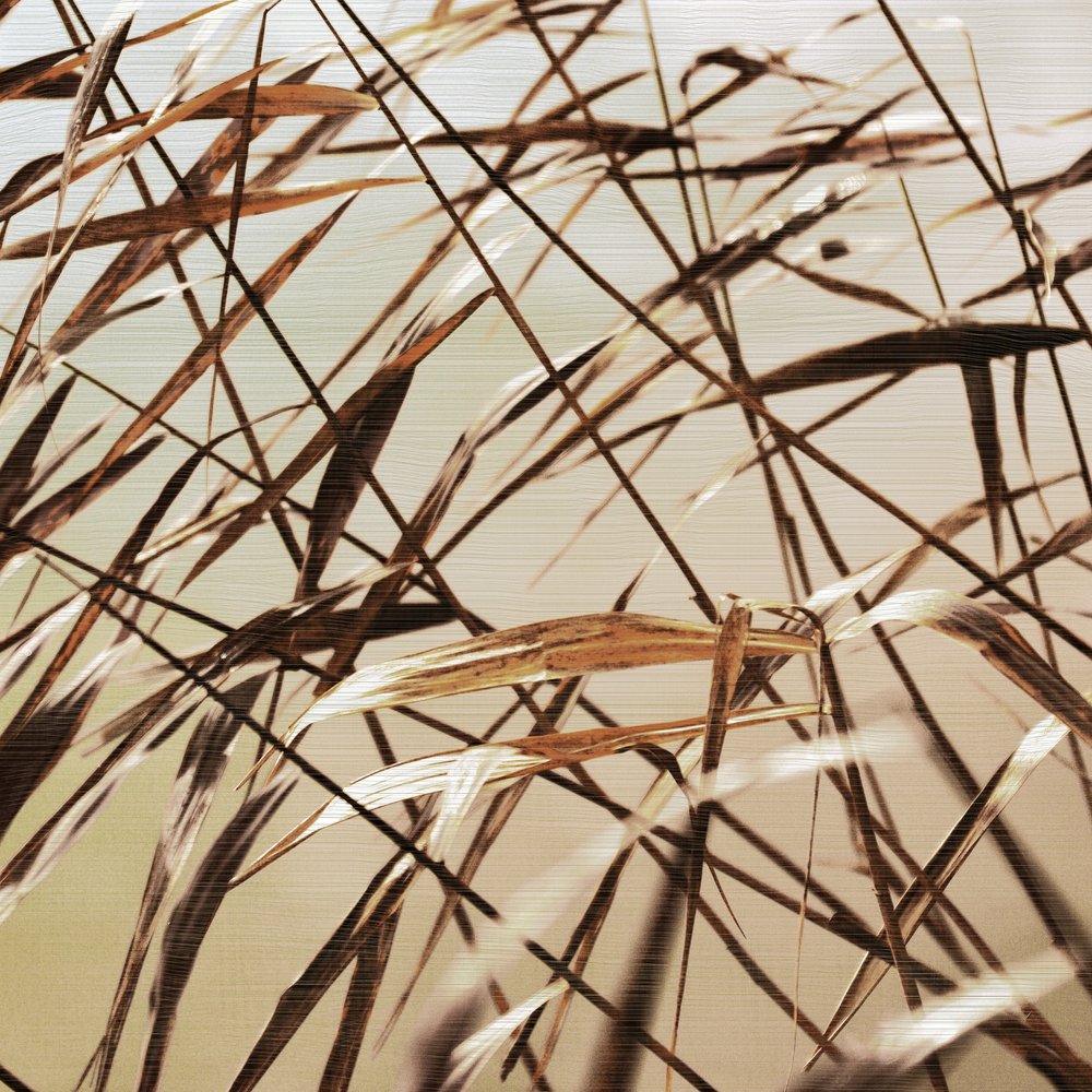 Delicate Dry Reeds by Christina Sillen