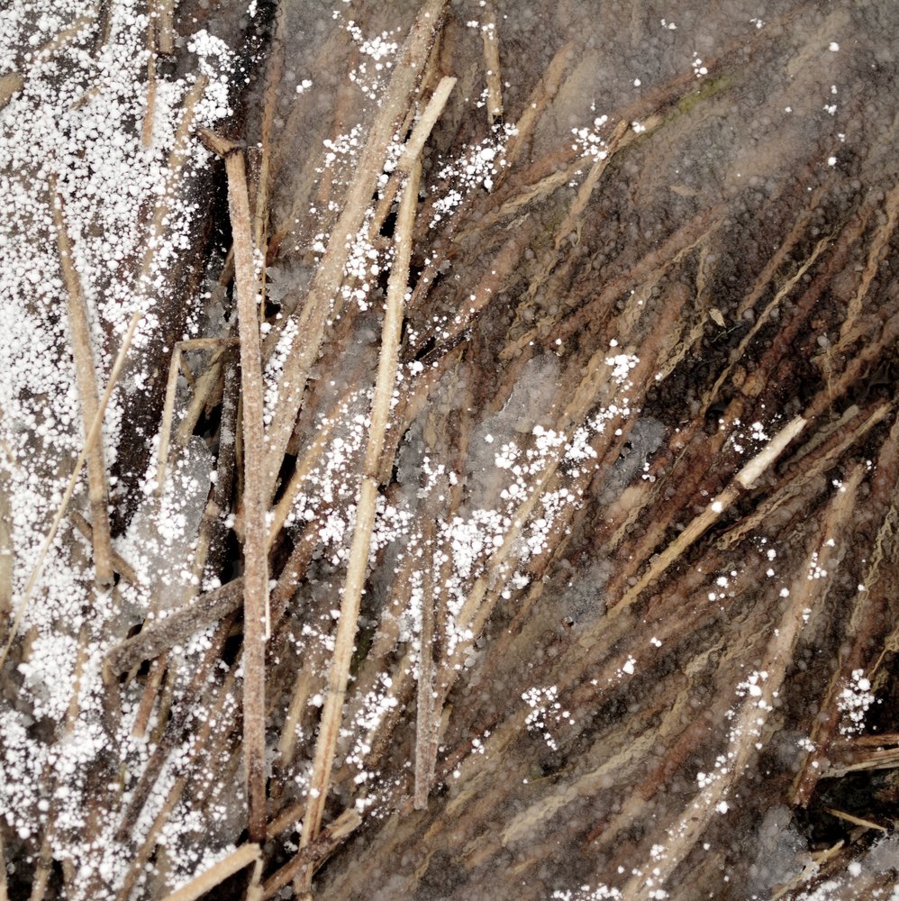 Delicate Frozen Stems by Christina Sillen