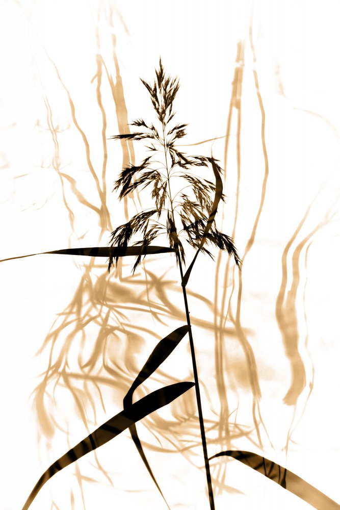 Delicate Reed Silhouette by Christina Sillen