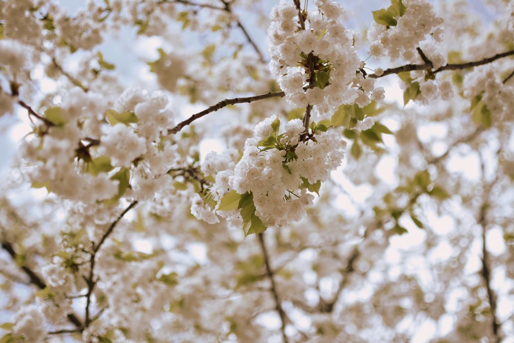Delicate Spring Blossoms by Christina Sillen
