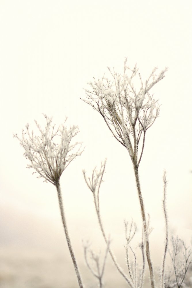 Delicate Winter Frost by Christina Sillen
