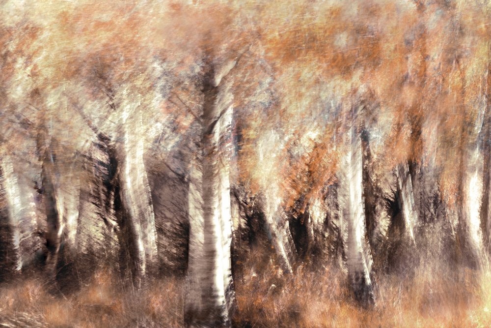 Dreamy Autumn Birches by Christina Sillen