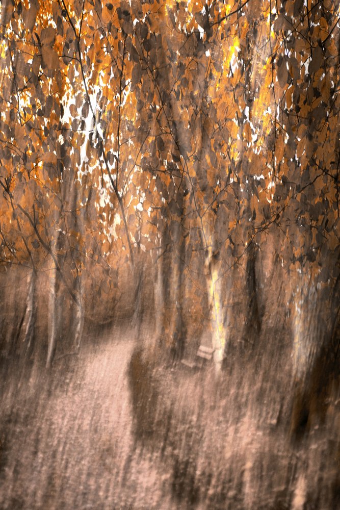 Dreamy Autumn Forest Path by Christina Sillen