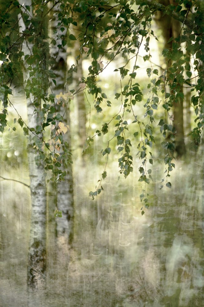 Dreamy Birch Forest by Christina Sillen