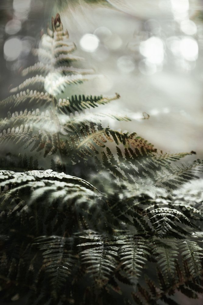 Dreamy Forest Ferns by Christina Sillen