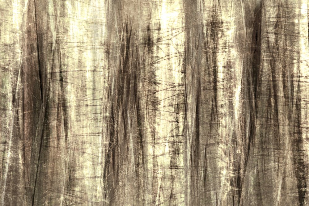 Dreamy Forest Lines by Christina Sillen