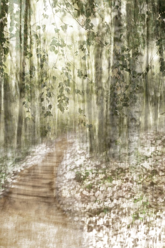 Dreamy Forest Path by Christina Sillen