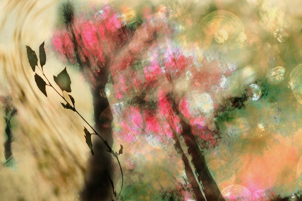 Dreamy Pink Foliage by Christina Sillen
