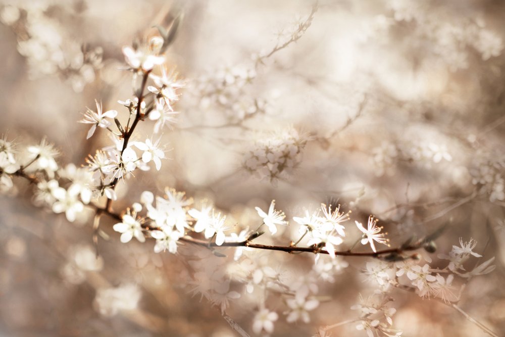 Dreamy White Blossoms by Christina Sillen