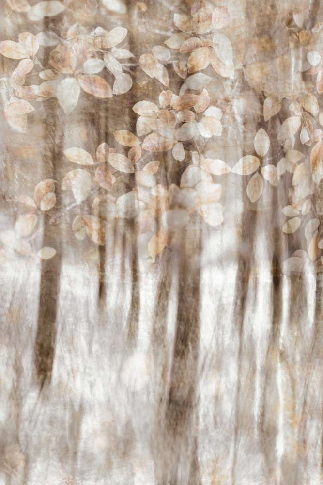 Dreamy Woodland Leaves by Christina Sillen
