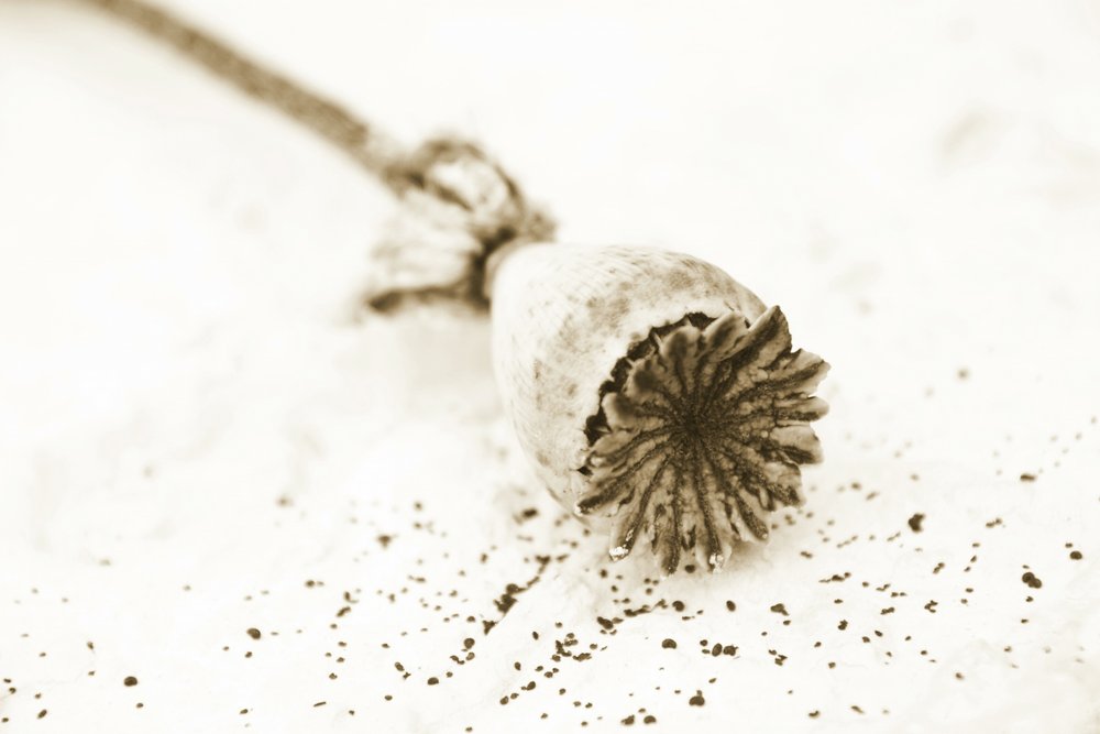 Dried Poppy Pod by Christina Sillen