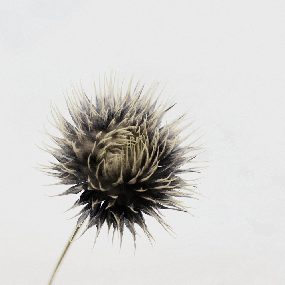 Elegant Dried Thistle by Christina Sillen