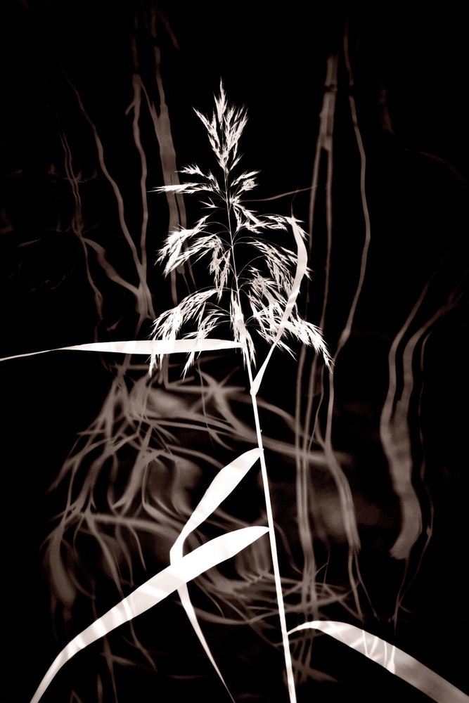 Elegant Sepia Reed by Christina Sillen