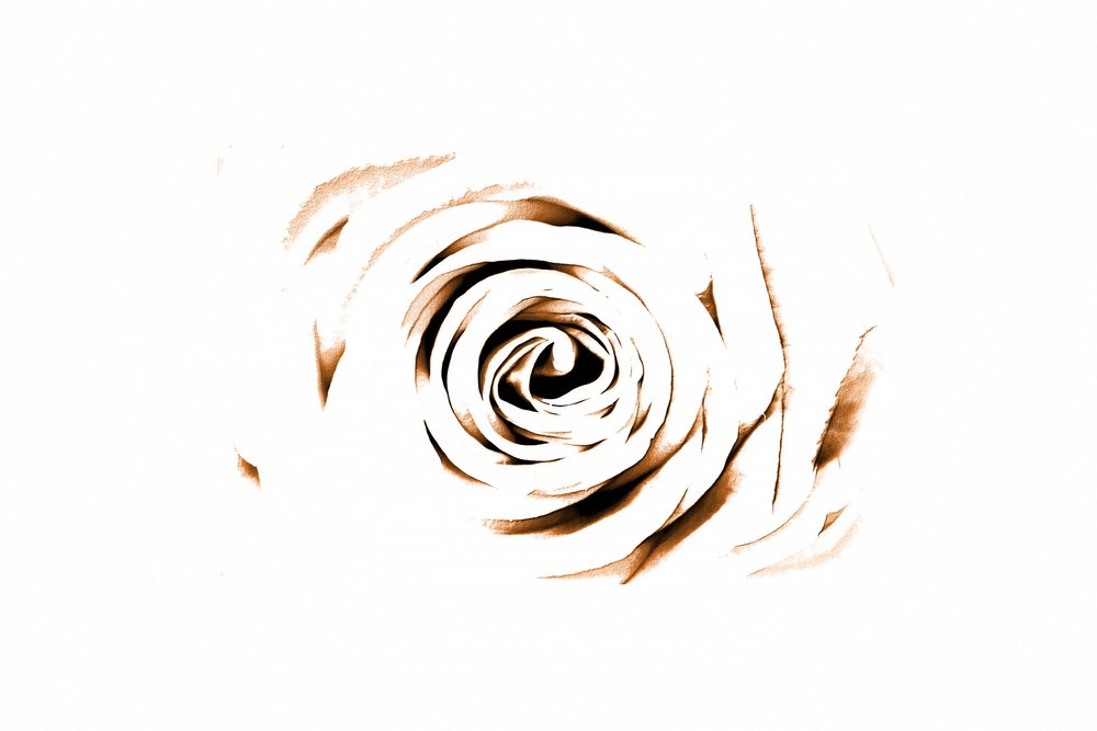 Elegant Sepia Rose by Christina Sillen