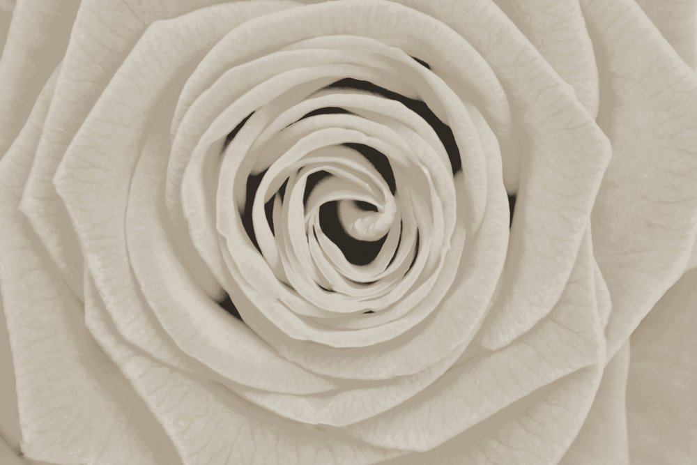 Elegant White Rose by Christina Sillen