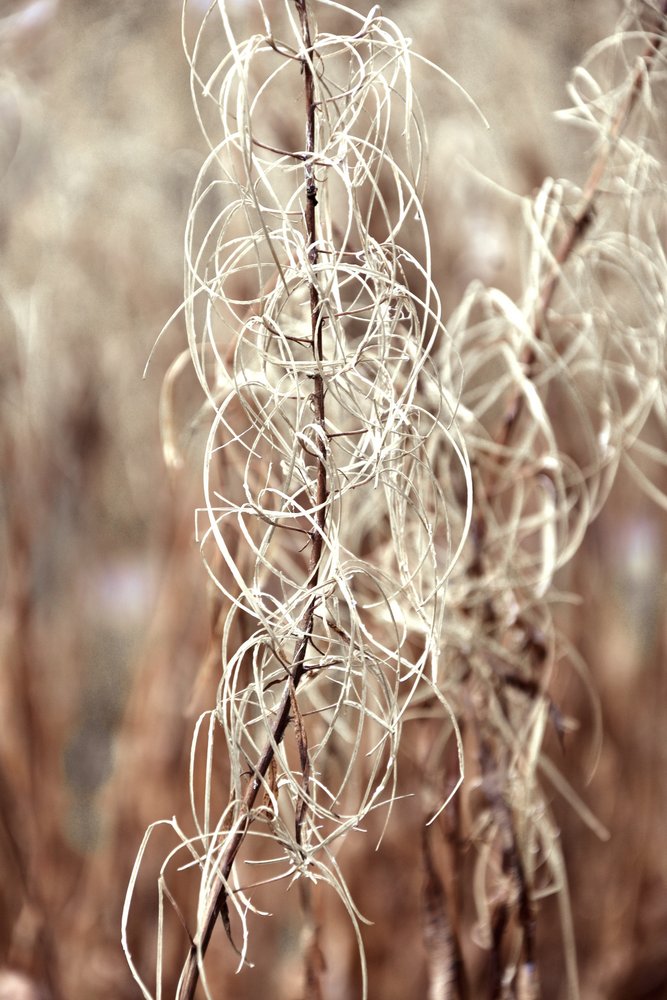 Ethereal Dried Plant by Christina Sillen