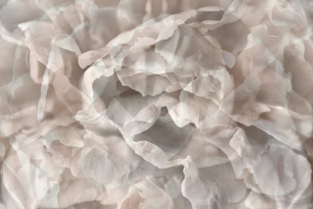 Ethereal Floral Petals by Christina Sillen