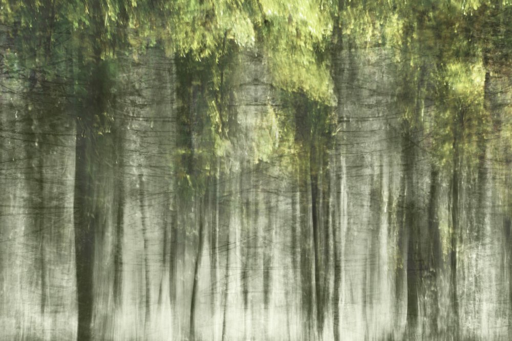 Ethereal Forest Light by Christina Sillen