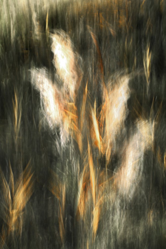 Ethereal Golden Grass by Christina Sillen
