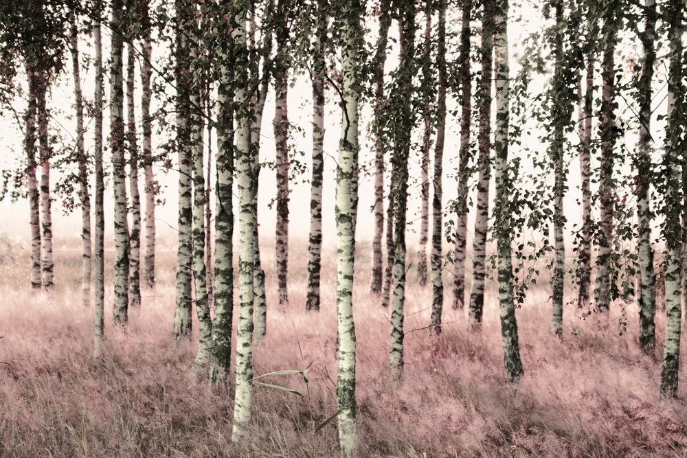 Ethereal Pink Birches by Christina Sillen