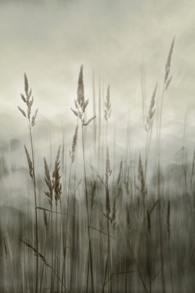 Ethereal Tall Grass by Christina Sillen