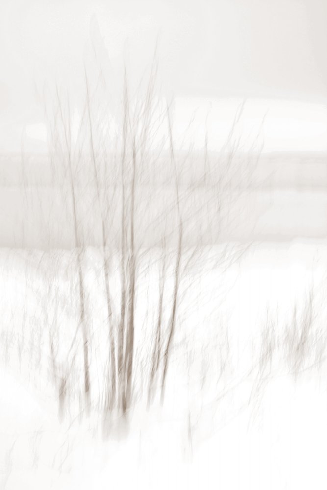 Ethereal Winter Woods by Christina Sillen