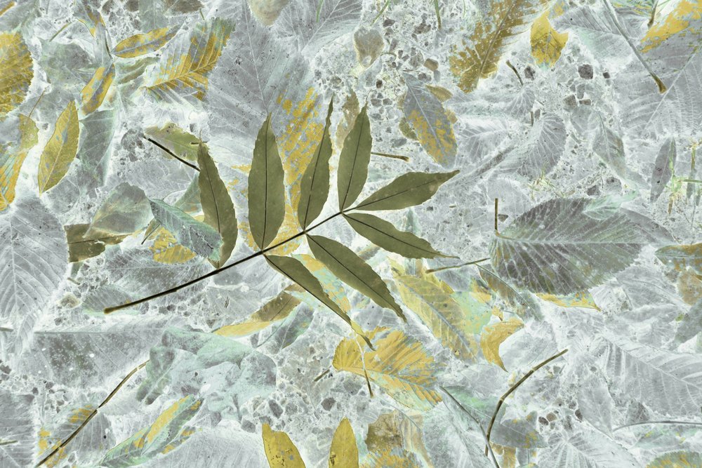Faded Autumn Leaves by Christina Sillen
