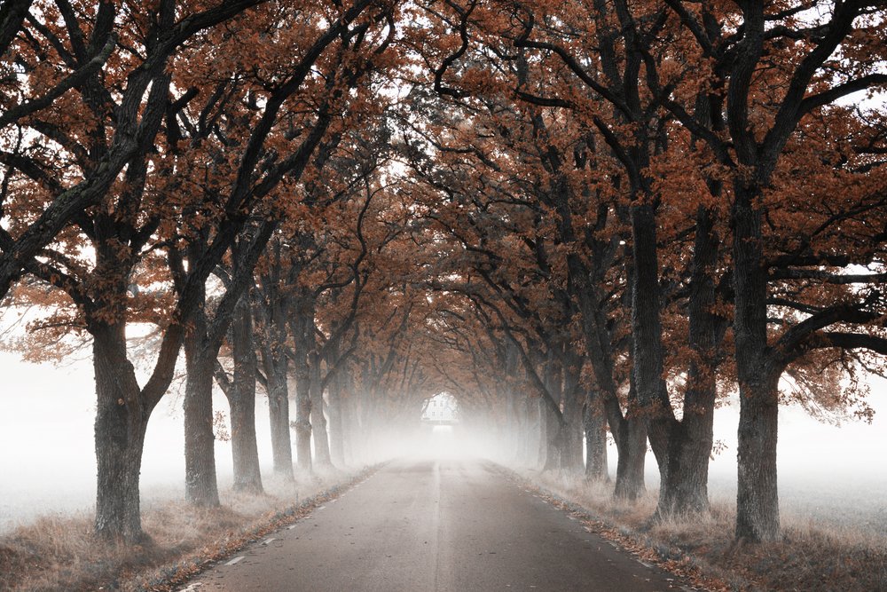 Foggy Autumn Tree Tunnel by Christina Sillen