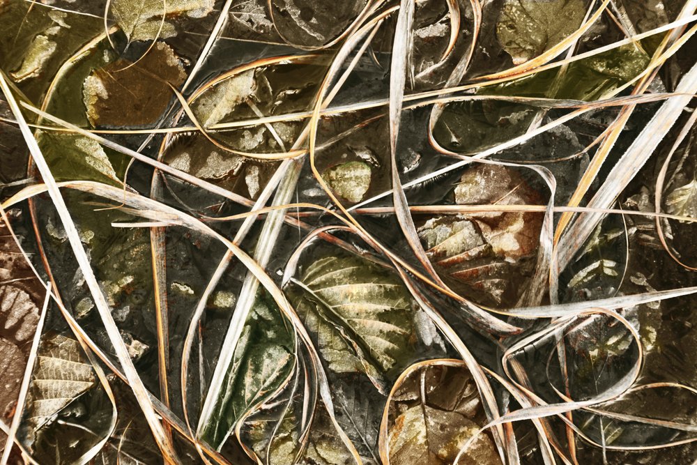 Frosted Nature Detail by Christina Sillen