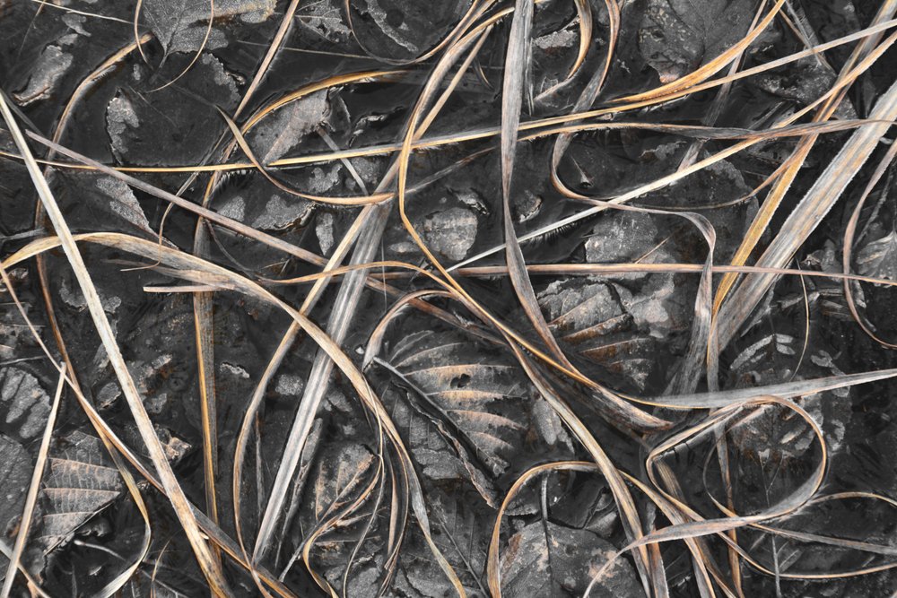 Frosted Winter Grass by Christina Sillen