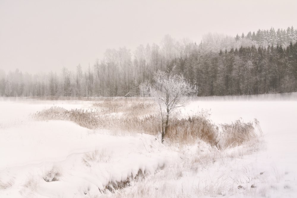 Frosted Winter Tree by Christina Sillen