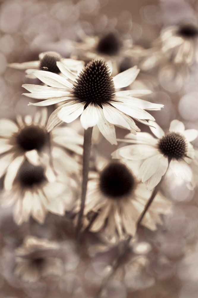 Gentle Sepia Coneflowers by Christina Sillen