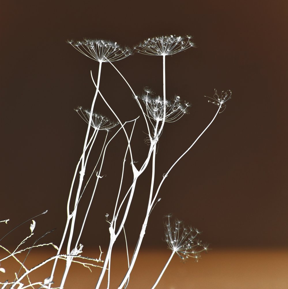 Glowing Botanical Forms by Christina Sillen