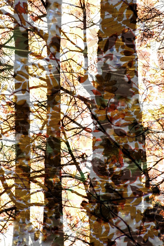 Golden Forest Layers by Christina Sillen