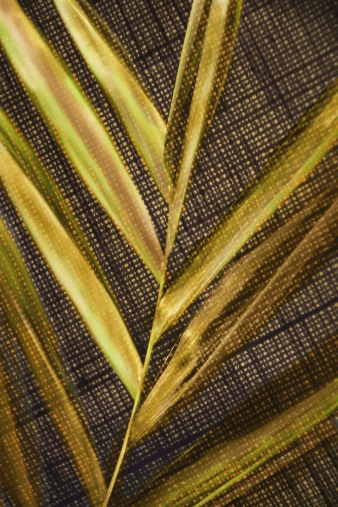 Golden Green Fronds by Christina Sillen