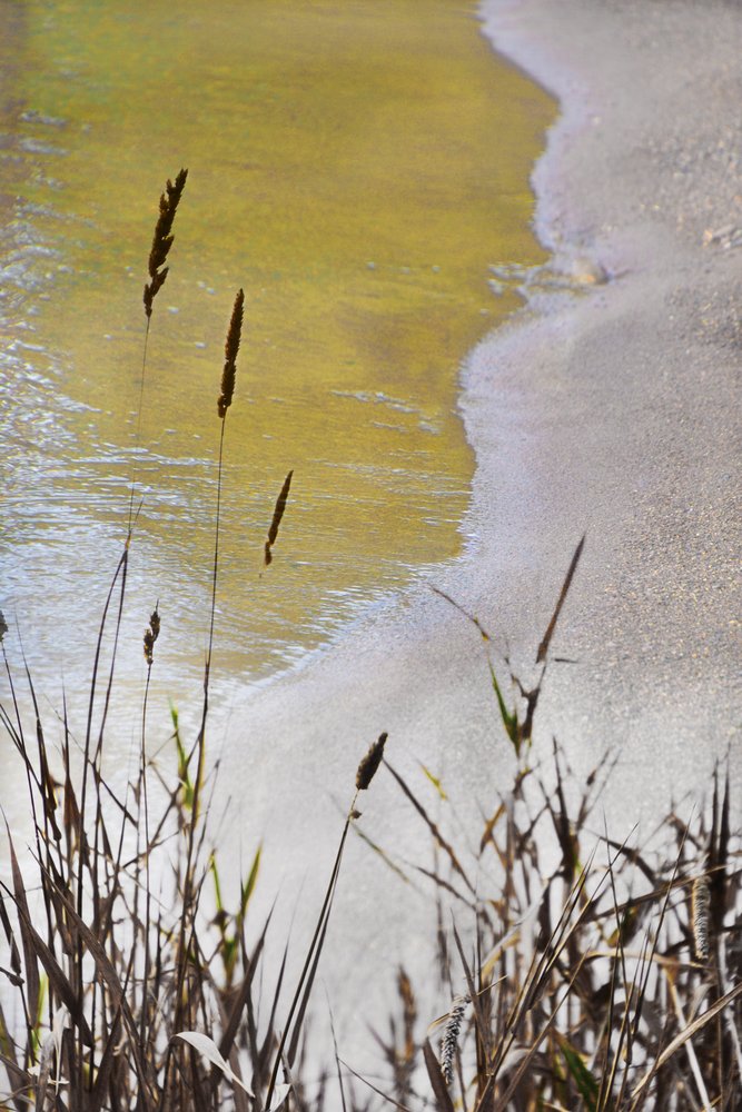 Golden Shore Reeds by Christina Sillen