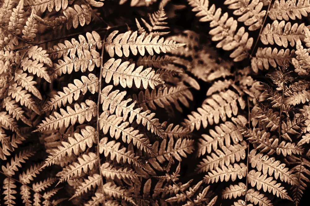 Intricate Sepia Ferns by Christina Sillen