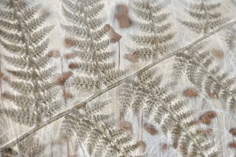 Layered Fern Fronds by Christina Sillen