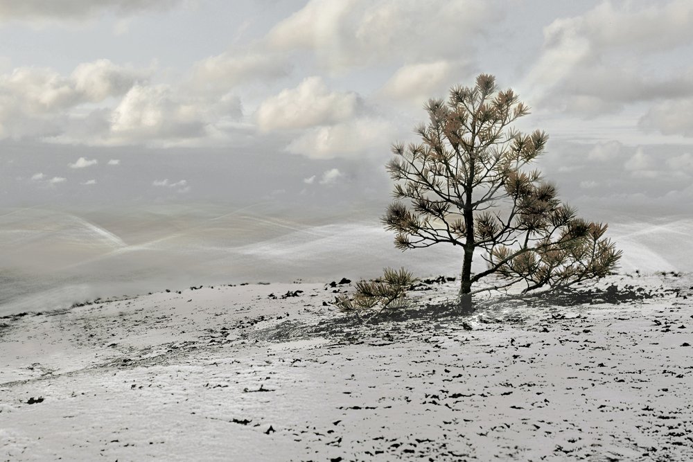 Lone Winter Tree Landscape by Christina Sillen