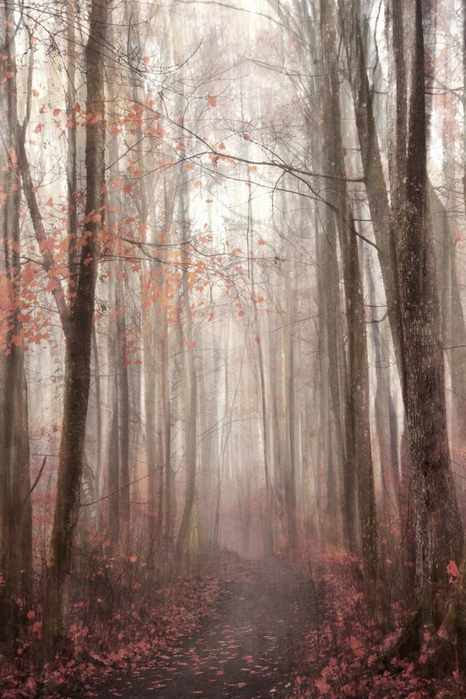 Misty Autumn Forest Path by Christina Sillen