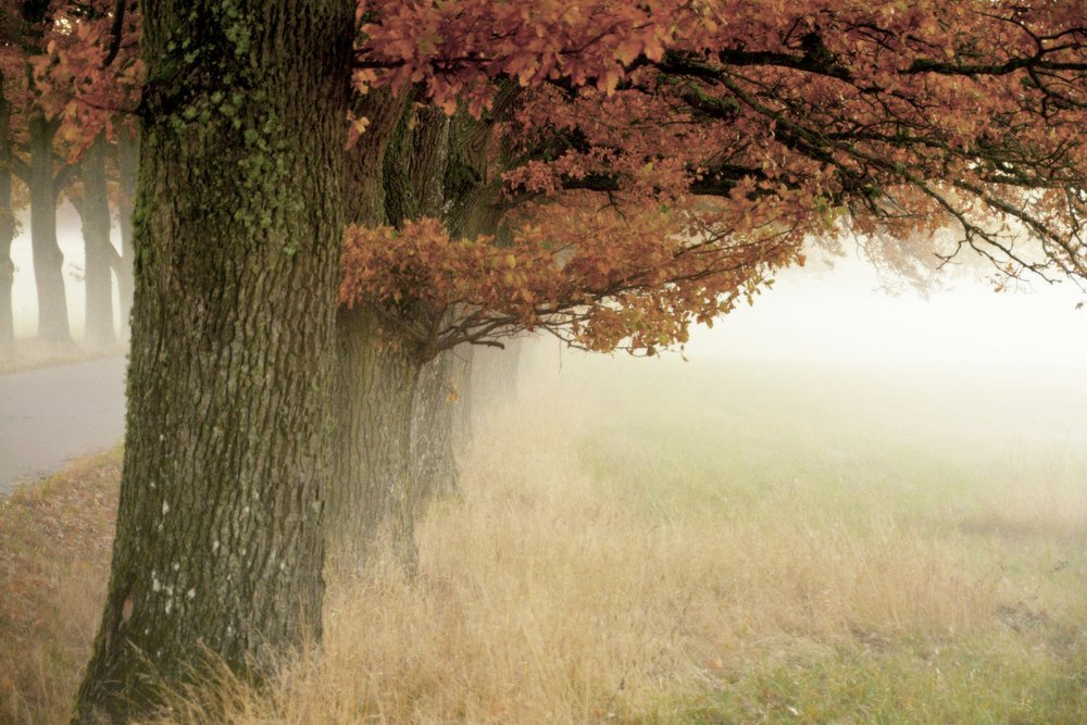 Misty Autumn Trees by Christina Sillen