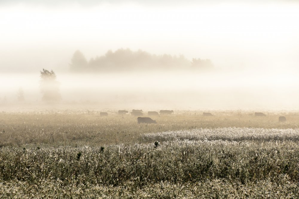Misty Morning Cows by Christina Sillen