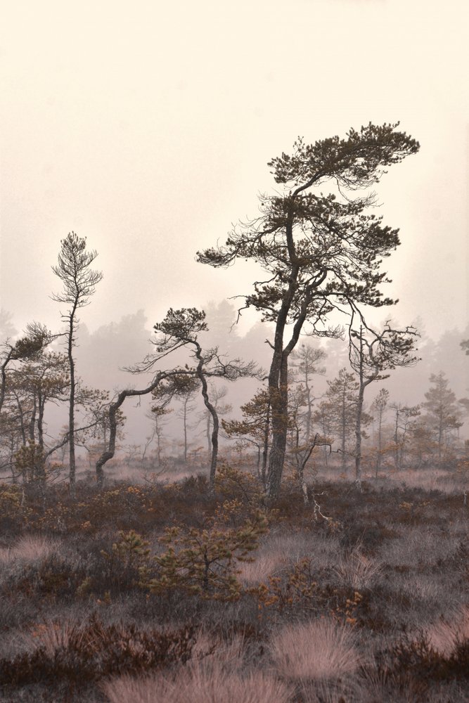 Misty Pine Landscape by Christina Sillen